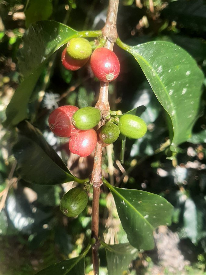Buah kopi Toraja yang matang di pohon